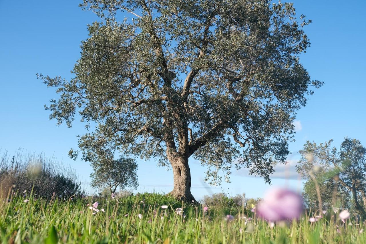 לינה וארוחת בוקר אוסטוני Regina Di Ulivi מראה חיצוני תמונה