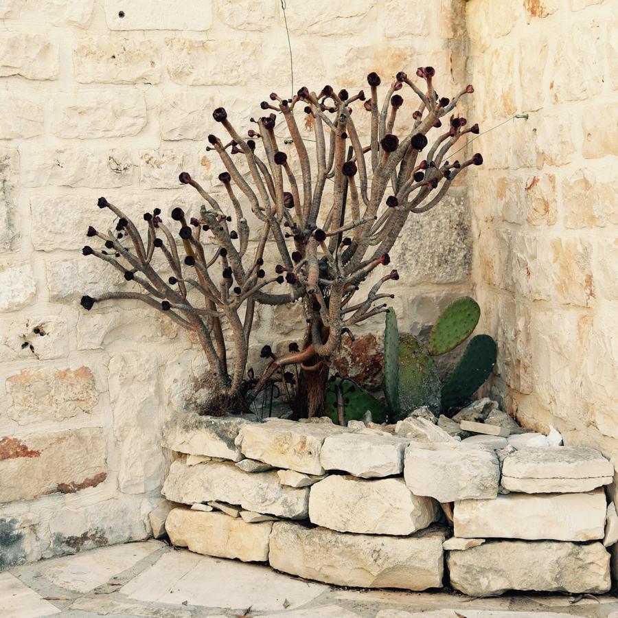 לינה וארוחת בוקר אוסטוני Regina Di Ulivi מראה חיצוני תמונה